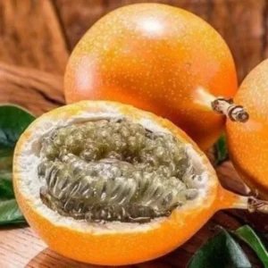 5 to 10 Inch Gold Possum Passion Fruit Tree - 5 to 10 Inch Vine Plant, Ready for Planting