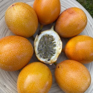 5 to 10 Inch Gold Possum Passion Fruit Tree - 5 to 10 Inch Vine Plant, Ready for Planting