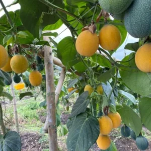 5 to 10 Inch Gold Possum Passion Fruit Tree - 5 to 10 Inch Vine Plant, Ready for Planting