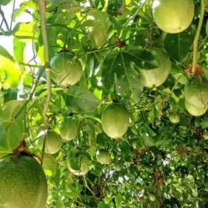 5 to 10 inch Yellow Passionfruit Tree for Planting, Passion Fruit Tree Live Plant, Ready for Planting