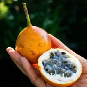 Gold Passion Fruit Tree for Planting, Perennial Fruit Vine Plant - 5 to 10 Inch, Passion Fruit Tree, Gold Passion Fruit