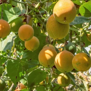 5 to 10 Inch Gold Possum Passion Fruit Tree - 5 to 10 Inch Vine Plant, Ready for Planting