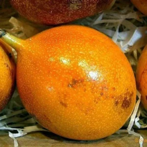 Gold Passion Fruit Tree for Planting, Perennial Fruit Vine Plant - 5 to 10 Inch, Passion Fruit Tree, Gold Passion Fruit