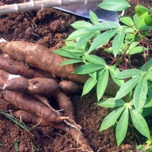 Pack 5 Sweet Heirloom Red Yuca Cassava Cuttings, Well Rooted for Planting Outdoor Garden