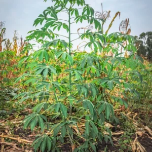 Sweet Red Cassava Yuca Manihot Esculenta Cuttings. Set 5 Well Rooted Cuttings, Easy to Plant, Zone 8 to 12
