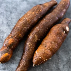 Sweet Red Cassava Yuca Manihot Esculenta Cuttings. Set 5 Well Rooted Cuttings, Easy to Plant, Zone 8 to 12