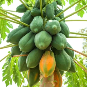 Papaya Tree Live Plant for Planting – 5 to 8 Inches Tall, Papaya Seedling, Papaya Fruit Tree