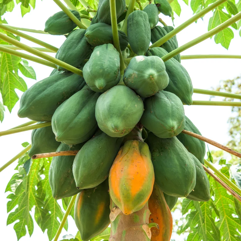 Papaya Tree Live Plant for Planting – 5 to 8 Inches Tall, Papaya Seedling, Papaya Fruit Tree
