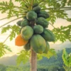 Live Papaya Plant Tree - 5 to 8 Inches Tall, Ready for Planting, Fruit-Bearing Tropical Papaya Tree