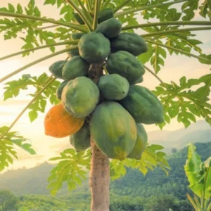 Live Papaya Plant Tree - 5 to 8 Inches Tall, Ready for Planting, Fruit-Bearing Tropical Papaya Tree