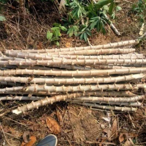 Sweet Red Cassava Yuca Manihot Esculenta Cuttings - 5 Yuca Cuttings, Ready for Planting, 6 to 8 Inch Long, High Yields