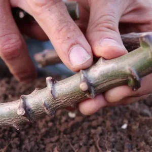 Sweet Red Cassava Yuca Manihot Esculenta Cuttings. Set 5 Well Rooted Cuttings, Easy to Plant, Zone 8 to 12