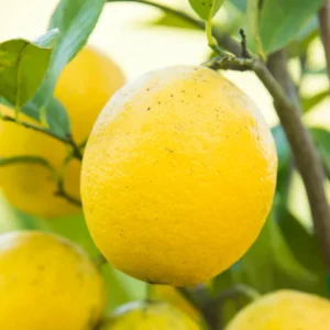 Grafted Meyer Lemon Tree Plant Live for Garden Outdoors, Ready to Plant, Meyer Lemon Trees Live Plants, 2 Feet Tall, Gallon Pot, Can't Ship to CA, Edible Fruit Tree