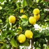 Grafted Meyer Lemon Tree Plant Live for Garden Outdoors, Ready to Plant, Meyer Lemon Trees Live Plants, 2 Feet Tall, Gallon Pot, Can't Ship to CA, Edible Fruit Tree