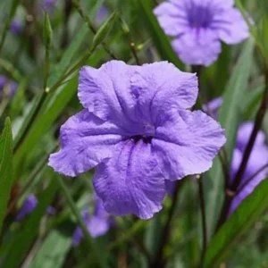 8 Inch Tall Mexican Petunias Live Plants Pink, Well Rooted Mexican Petunias Live Plants For Planting Outdoors, Potted