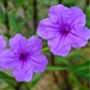 Mexican Petunias Live Plants, Mexican Petunias Live Plants Pink, Mexican Petunia Ruellia 8 Inch Tall, 6 Inch Pot