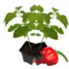 2 Hottest Carolina Reaper Pepper Plants, 80 Days Old Well Rooted, Live Hot Pepper Plants, Pepper Seedlings for Planting