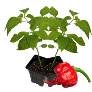 2 Hottest Carolina Reaper Pepper Plants, 80 Days Old Well Rooted, Live Hot Pepper Plants, Pepper Seedlings for Planting