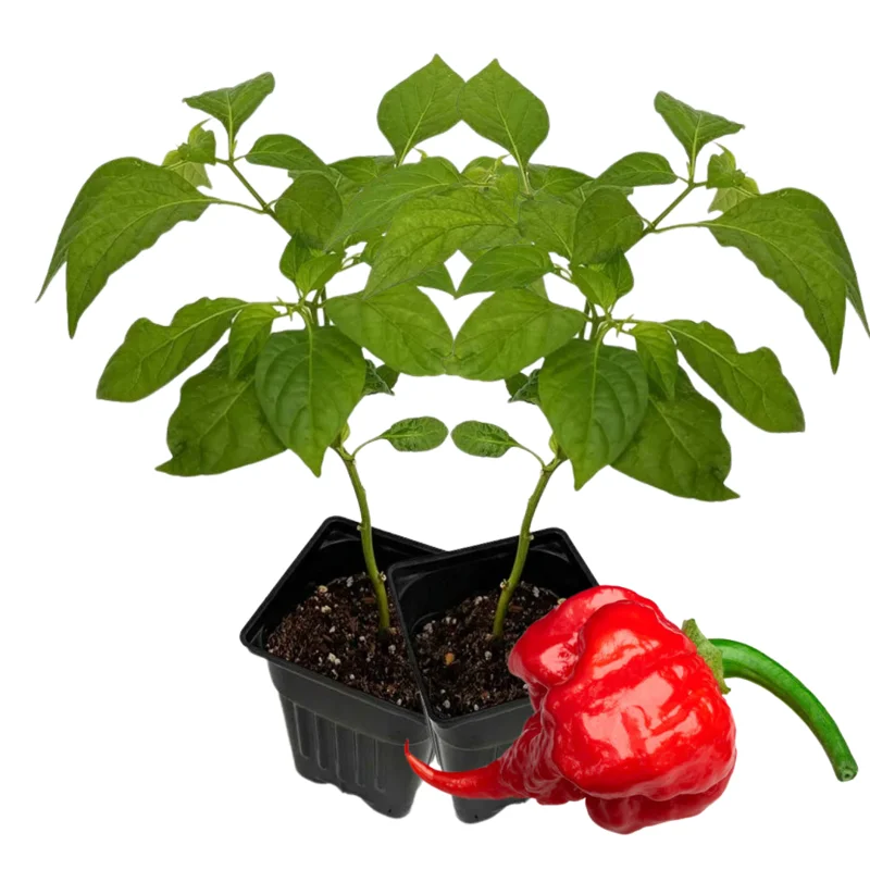 2 Hottest Carolina Reaper Pepper Plants, 80 Days Old Well Rooted, Live Hot Pepper Plants, Pepper Seedlings for Planting