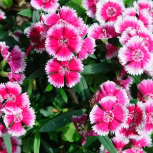 Set of 8 Dwarf Mixed Color Dianthus Perennial for Outside Planting, Dianthus Flower Plants for Outdoor Planting, Virbant Color Mixed Dianthus Plants Live