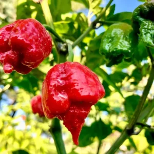 2 Hottest Carolina Reaper Pepper Plants, 80 Days Old Well Rooted, Live Hot Pepper Plants, Pepper Seedlings for Planting