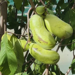 Paw Paw Tree Seedlings, Asimina Triloba Tree 1 Year Old, Well Rooted, Common Pawpaw Tree Live Plant, 6 to 14 Inc Tall