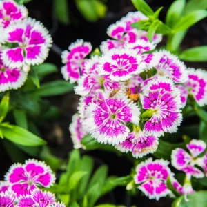 Set of 4 Dianthus Plants Live, Dwarf Mixed Color Dianthus Perennial for Outside Planting, Dianthus Flower Plants for Outdoor Planting, Virbant Color Mixed
