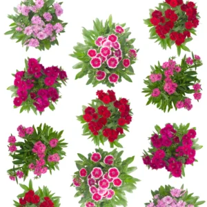 Set of 4 Dianthus Plants Live, Dwarf Mixed Color Dianthus Perennial for Outside Planting, Dianthus Flower Plants for Outdoor Planting, Virbant Color Mixed