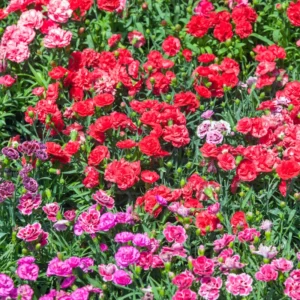 Set of 4 Dianthus Plants Live, Dwarf Mixed Color Dianthus Perennial for Outside Planting, Dianthus Flower Plants for Outdoor Planting, Virbant Color Mixed