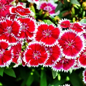 Set of 4 Dianthus Plants Live, Dwarf Mixed Color Dianthus Perennial for Outside Planting, Dianthus Flower Plants for Outdoor Planting, Virbant Color Mixed
