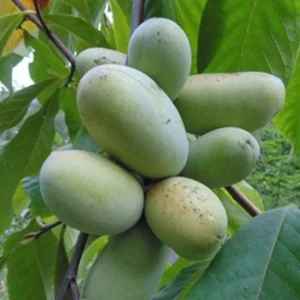 Paw Paw Tree Seedlings, Asimina Triloba Tree 1 Year Old, Well Rooted, Common Pawpaw Tree Live Plant, 6 to 14 Inc Tall