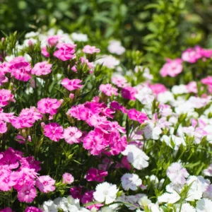 Set of 4 Dianthus Plants Live, Dwarf Mixed Color Dianthus Perennial for Outside Planting, Dianthus Flower Plants for Outdoor Planting, Virbant Color Mixed