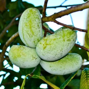 Paw Paw Tree Seedlings, Asimina Triloba Tree 1 Year Old, Well Rooted, Common Pawpaw Tree Live Plant, 6 to 14 Inc Tall