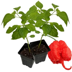 4 Hot Carolina Reaper Pepper Plants, World Hottest Pepper Plants, 80 Days Old Well Rooted, Live Hot Pepper Plants, Pepper Seedlings for Planting