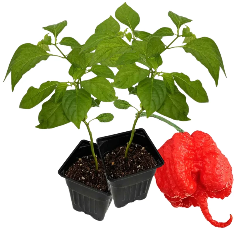 4 Hot Carolina Reaper Pepper Plants, World Hottest Pepper Plants, 80 Days Old Well Rooted, Live Hot Pepper Plants, Pepper Seedlings for Planting