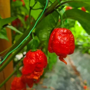 4 Hot Carolina Reaper Pepper Plants, World Hottest Pepper Plants, 80 Days Old Well Rooted, Live Hot Pepper Plants, Pepper Seedlings for Planting