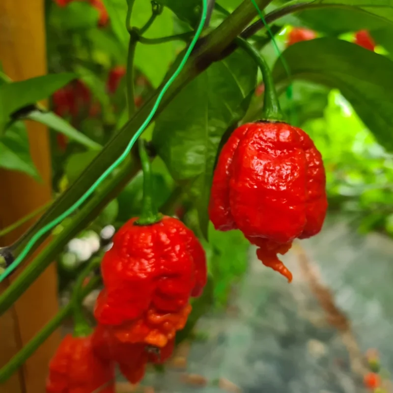 4 Hot Carolina Reaper Pepper Plants, World Hottest Pepper Plants, 80 Days Old Well Rooted, Live Hot Pepper Plants, Pepper Seedlings for Planting