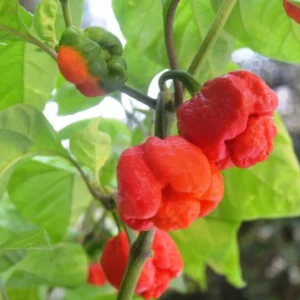 4 Hot Carolina Reaper Pepper Plants, World Hottest Pepper Plants, 80 Days Old Well Rooted, Live Hot Pepper Plants, Pepper Seedlings for Planting