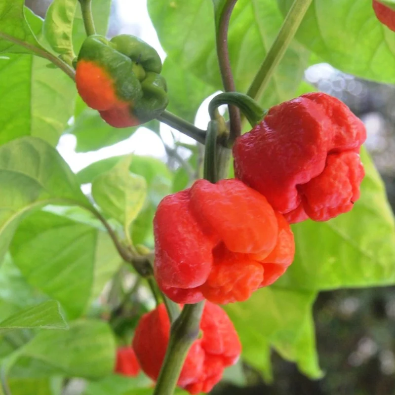 4 Hot Carolina Reaper Pepper Plants, World Hottest Pepper Plants, 80 Days Old Well Rooted, Live Hot Pepper Plants, Pepper Seedlings for Planting