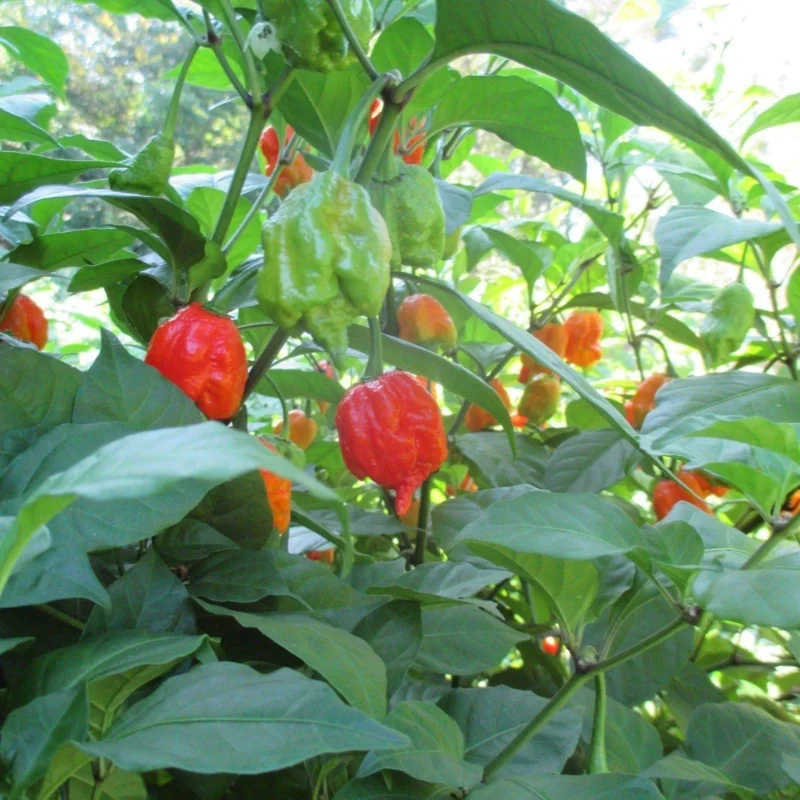 4 Hot Carolina Reaper Pepper Plants, World Hottest Pepper Plants, 80 Days Old Well Rooted, Live Hot Pepper Plants, Pepper Seedlings for Planting