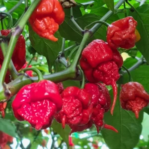 2 Hottest Carolina Reaper Pepper Plants, 80 Days Old Well Rooted, Live Hot Pepper Plants, Pepper Seedlings for Planting