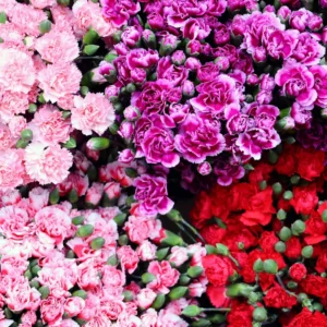 Set of 8 Dwarf Mixed Color Dianthus Perennial for Outside Planting, Dianthus Flower Plants for Outdoor Planting, Virbant Color Mixed Dianthus Plants Live