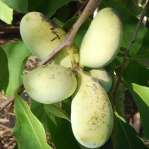 Paw Paw Tree Seedlings, Asimina Triloba Tree 1 Year Old, Well Rooted, Common Pawpaw Tree Live Plant, 6 to 14 Inc Tall