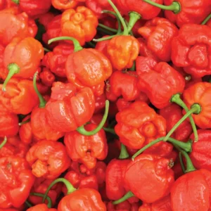 4 Hot Carolina Reaper Pepper Plants, World Hottest Pepper Plants, 80 Days Old Well Rooted, Live Hot Pepper Plants, Pepper Seedlings for Planting