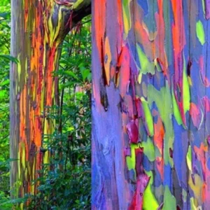 Rare Big Eucalyptus Rainbow Tree Plant Live, 48 to 70 Inc Tall, 3 Year Old Tree Colorful Bark Sapling Seedling