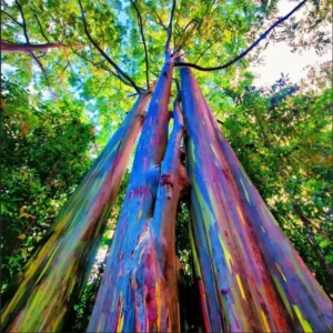 Rare Big Eucalyptus Rainbow Tree Plant Live, 48 to 70 Inc Tall, 3 Year Old Tree Colorful Bark Sapling Seedling