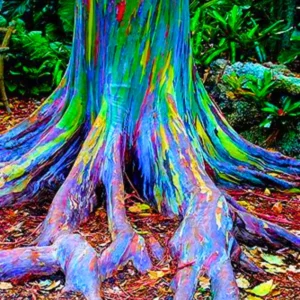 Large Eucalyptus Rainbow Live Tree Colorful Bark Sapling Seedling, 3 Year Old Tree, 48 to 70 Inc Tall, Very Well Rooted and Rare