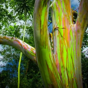 Rare Big Eucalyptus Rainbow Tree Plant Live, 48 to 70 Inc Tall, 3 Year Old Tree Colorful Bark Sapling Seedling