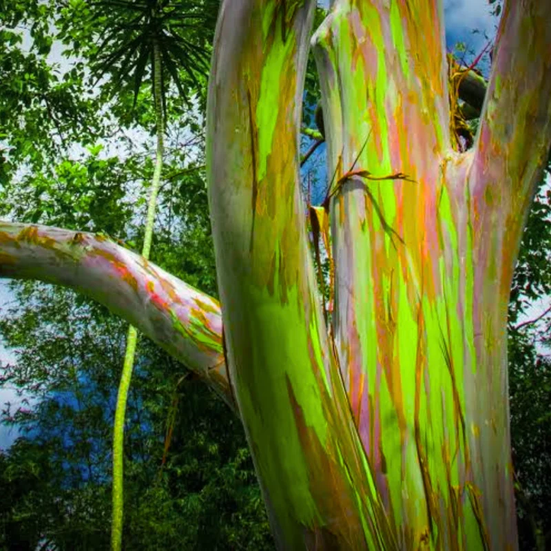Rare Big Eucalyptus Rainbow Tree Plant Live, 48 to 70 Inc Tall, 3 Year Old Tree Colorful Bark Sapling Seedling