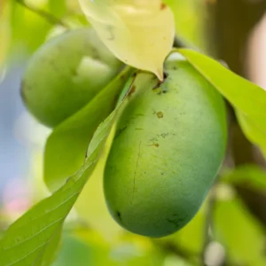 Batch 3 Pawpaw Trees Live Plants, Common Pawpaw Tree, Asimina Triloba Tree, 1 Year Old Well Rooted Pawpaw Tree
